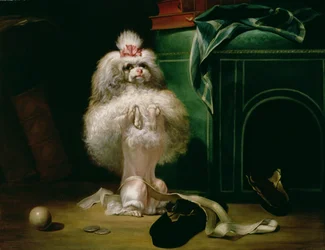 Un chien de race Havane, 1768