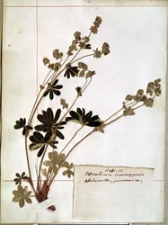 Alchemilla, d