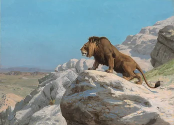 Lion en alerte
