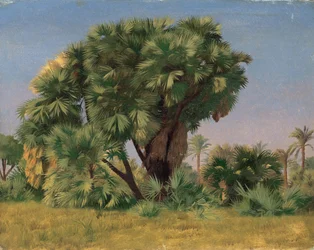 Étude de palmiers