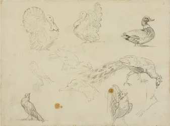 Croquis de volailles