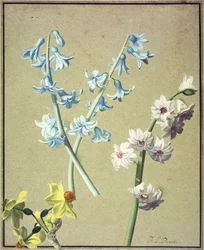 Un Jacinthe Bleu et Lavande, et un Narcisse Jaune, c.1805