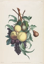Collection des fleurs et des fruits: Branches de rousselet, pêche, prune et raisin