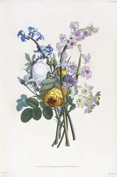 Narcisses, Rosa, Hyacinthe, 1805