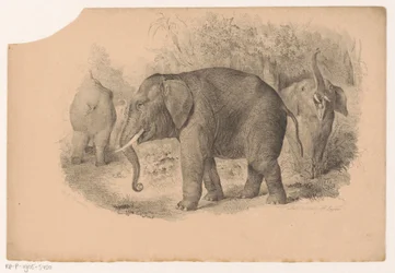 Éléphants indiens