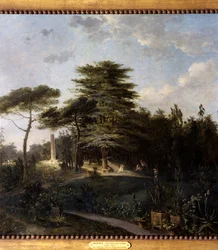 Le cèdre du Liban du Jardin des Plantes à Paris (détail)