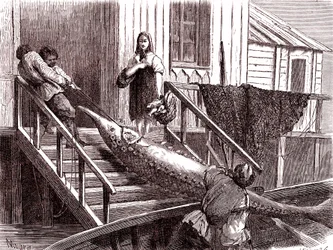 Pêche de l