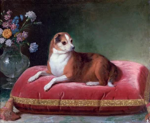 La chienne sur un coussin