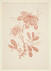 Sans titre (Fleurs idéales), d