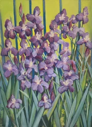 Iris pourpres, 2023 (pastel sur papier)