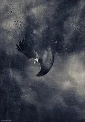 Oiseau sombre tombant