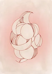 Formes délicates de pétales