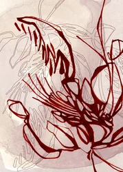 Fleur rouge bio