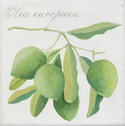 Olives vertes (acrylique)