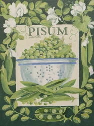 Pisum, Pois (acrylique)