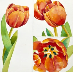 Trois études de tulipes dans un coffre, 2013 (aquarelle)