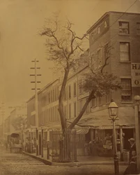 Le poirier de Stuyvesant