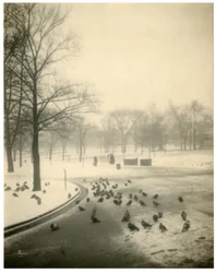 Boston Common, Boston, USA, c.1902-10
