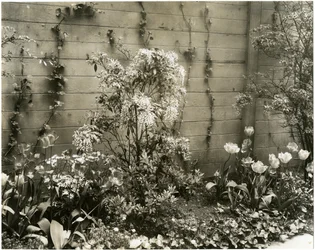 M. et Mme John Morgan, 39 W 11 St, plante Andromède au centre, Greenwich Village, New York, USA, vers 1939-40