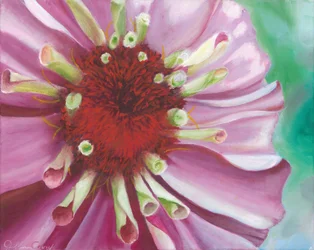 Une fleur de zinnia aux couleurs éclatantes