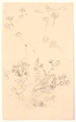 Études de fleurs