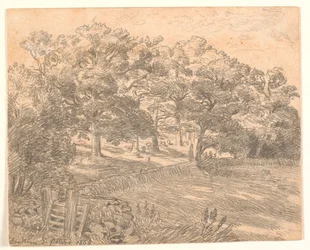Une lisière de forêt