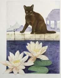 Birman
