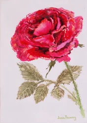 Une rose rouge, 2000