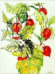 Lanternes chinoises