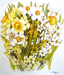 Jonquilles, narcisses, forsythias et primevères