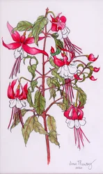 Fuchsias, 2000