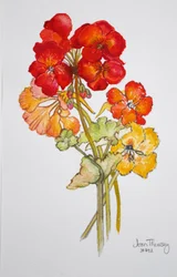 Géranium et capucines, 2014
