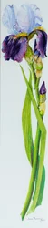 Iris avec trois bourgeons
