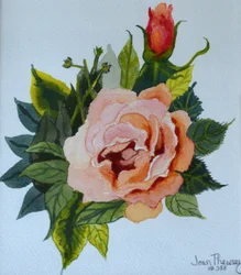 Rose rose et bouton