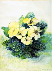Primevère jaune pâle