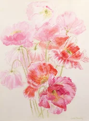 Coquelicots Shirley