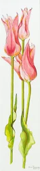 Trois tulipes rouges en forme de lys Marianne
