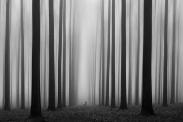 Sentier de la forêt brumeuse