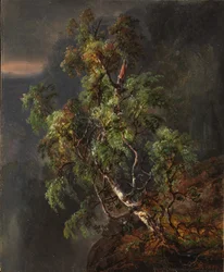 Bouleau dans la tempête