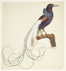 Oiseau exotique