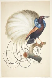 Oiseau exotique