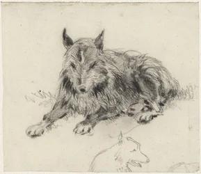 Chien de berger couché