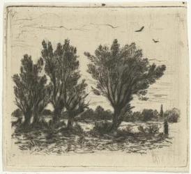 Rangée de saules