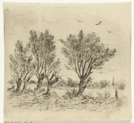 Rangée de saules