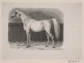 Un cheval