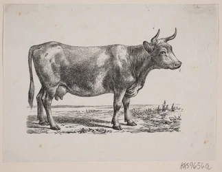 Une vache