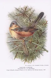 Fauvettes pitchou, Nature en Grande-Bretagne publiée par Collins, 1946