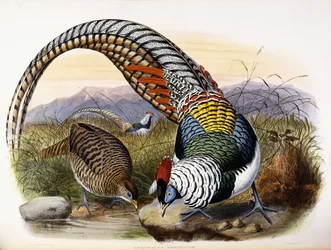 Thaumalea Amherstiae