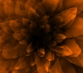 Fleur orange, 2016