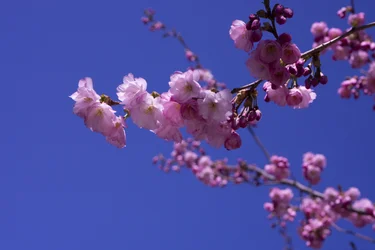 Lilas